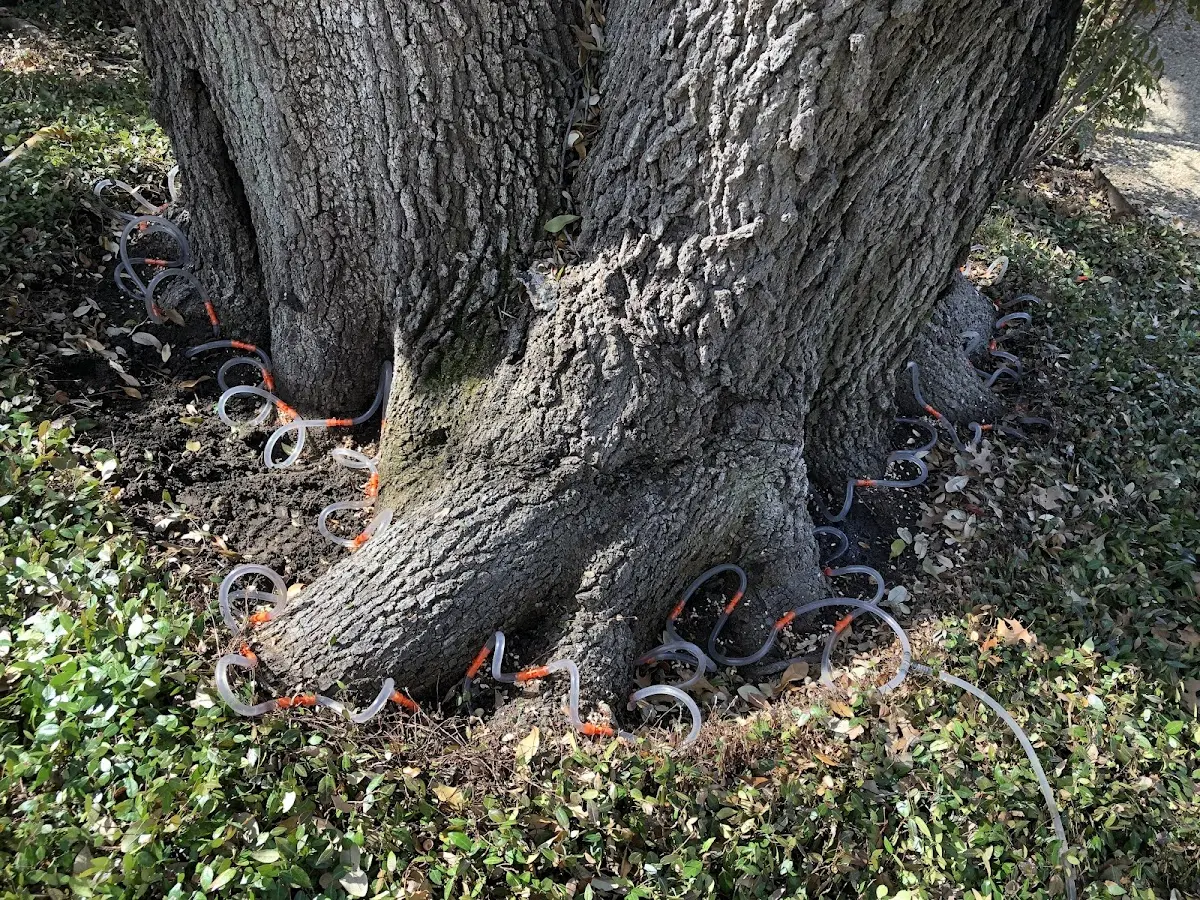Detailed Tree Cabling and Bracing job site in Palestine